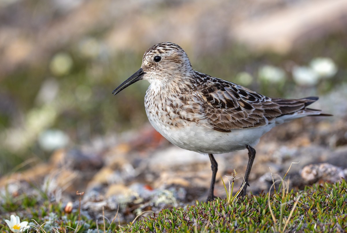 Baird's Sandpiper - ML638387822
