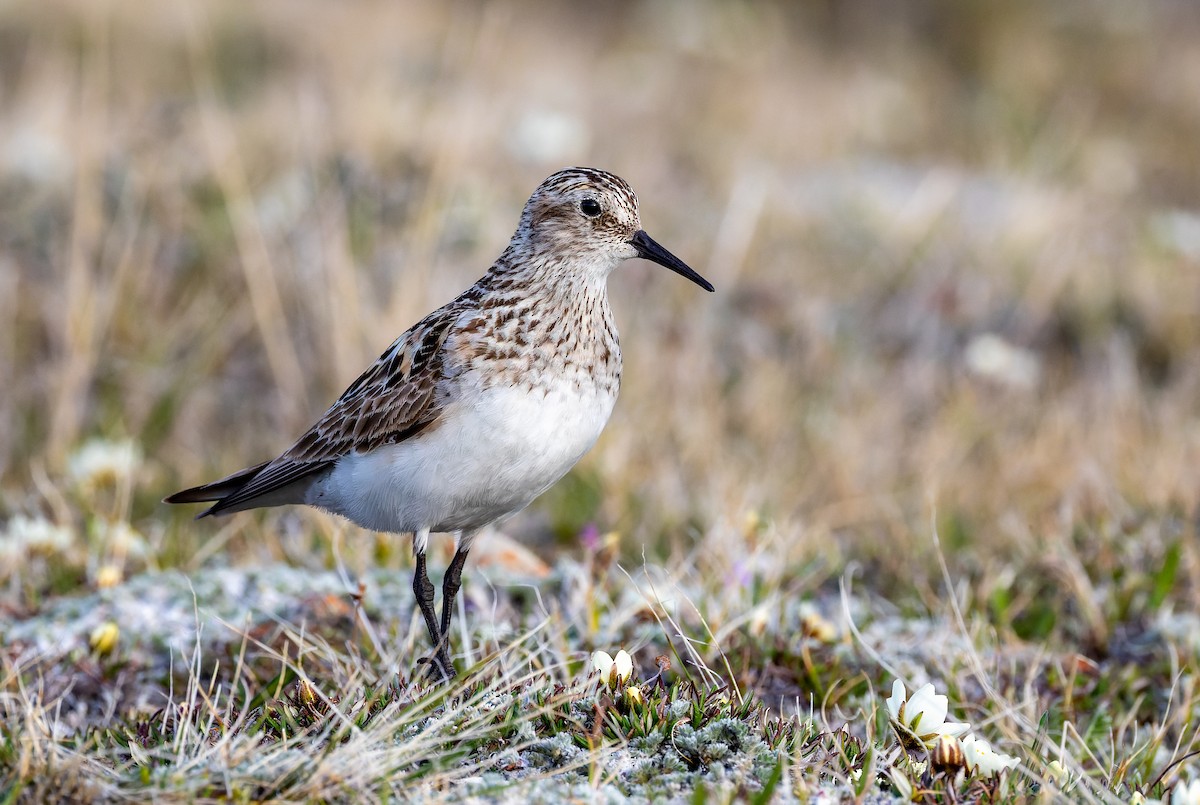 Baird's Sandpiper - ML638387823