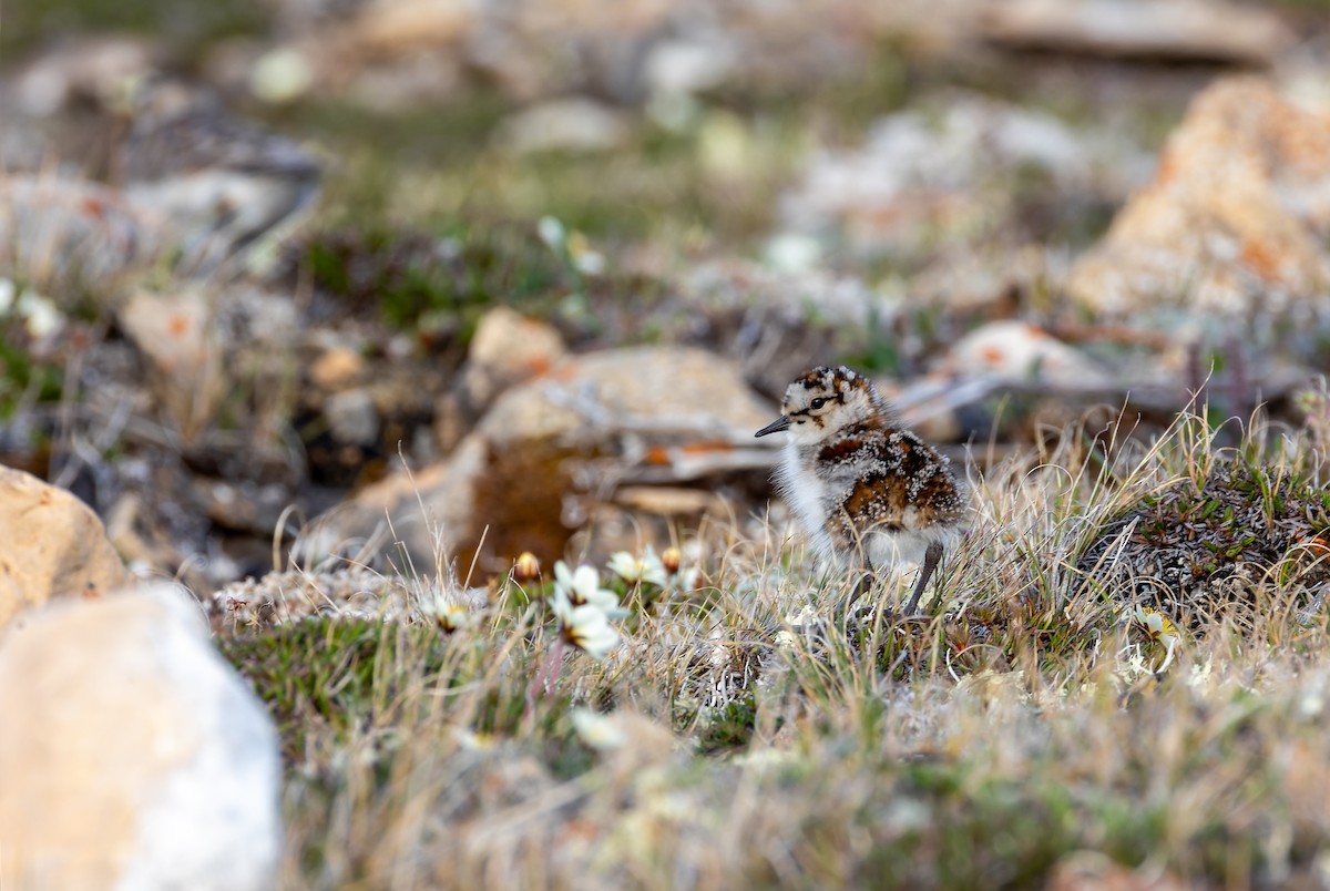 Baird's Sandpiper - ML638387825