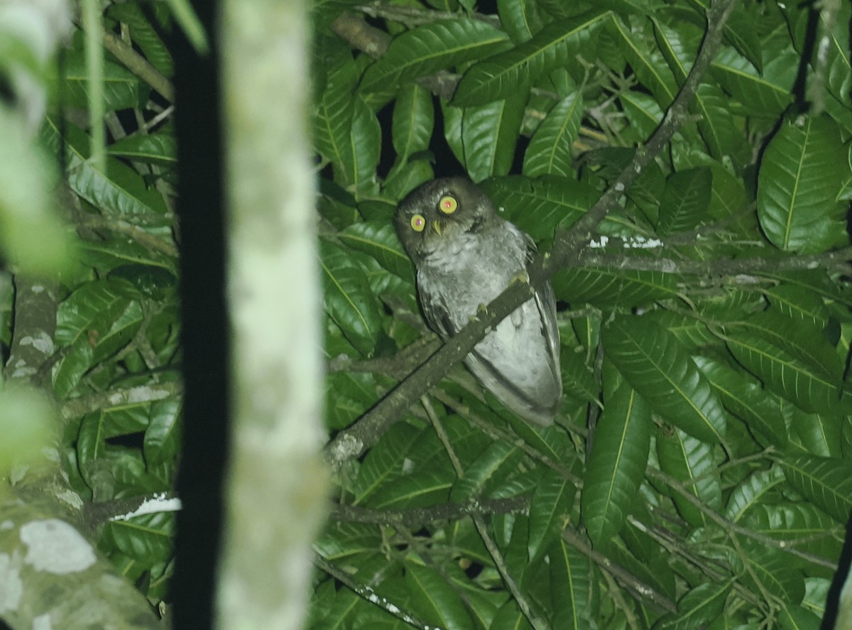 Flores Scops-Owl - ML638387897