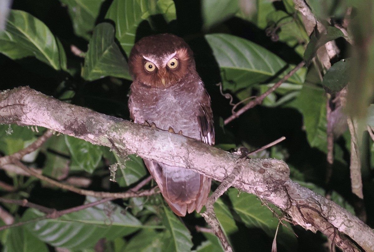Flores Scops-Owl - ML638387921