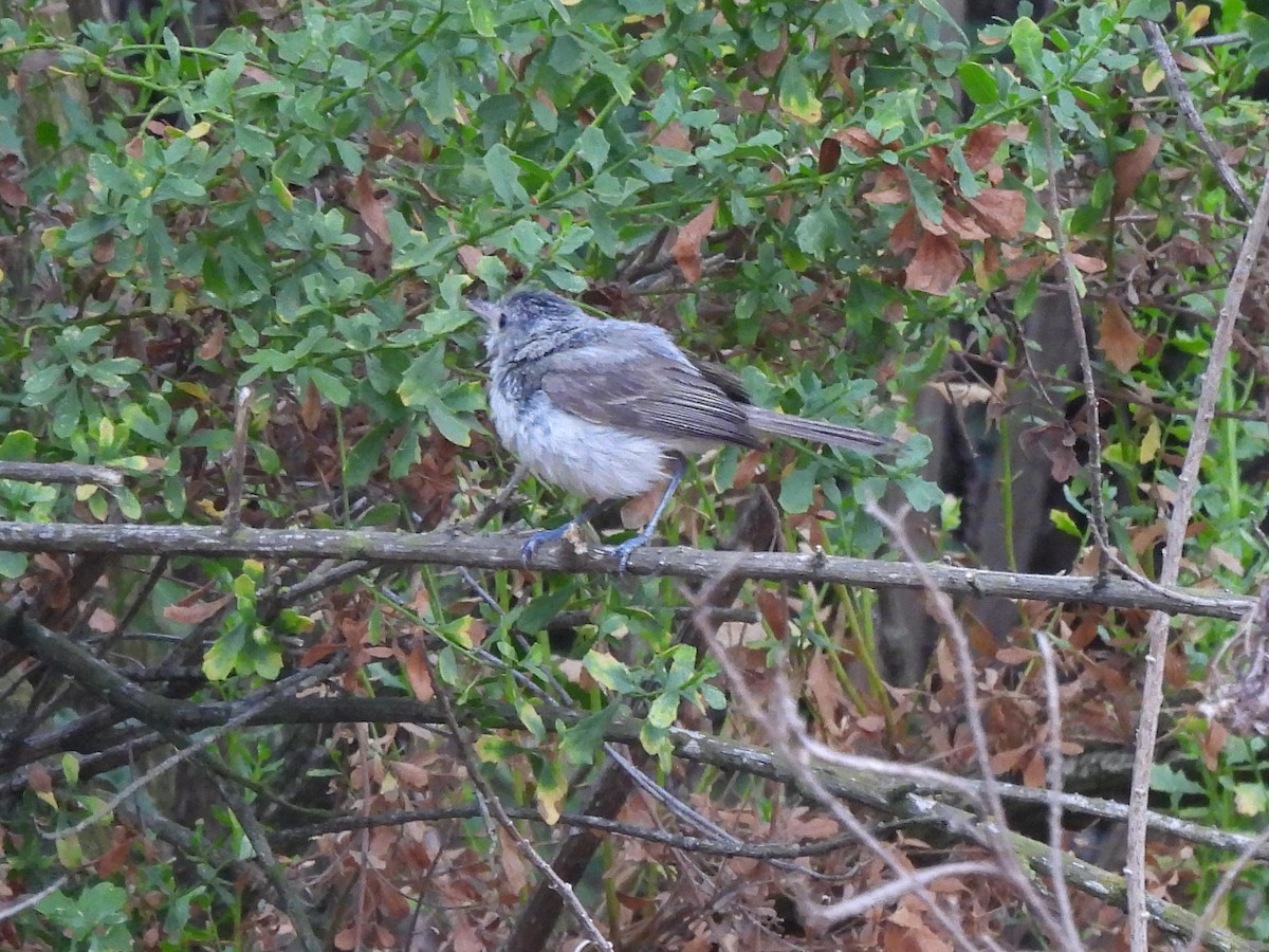 Bell's Vireo (Least) - ML638387923