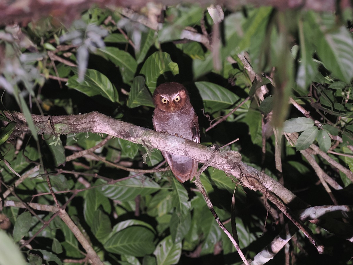 Flores Scops-Owl - ML638387927