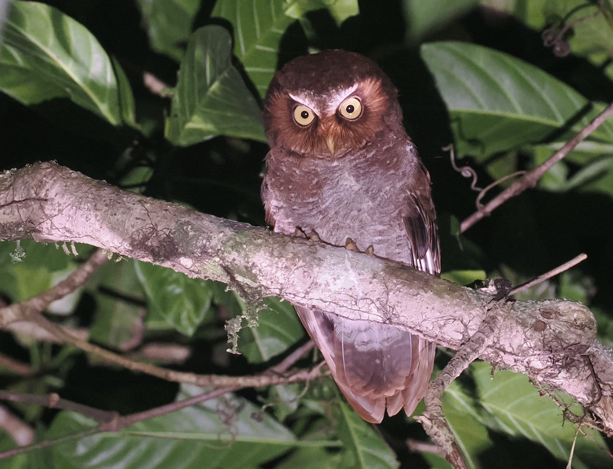 Flores Scops-Owl - ML638387932