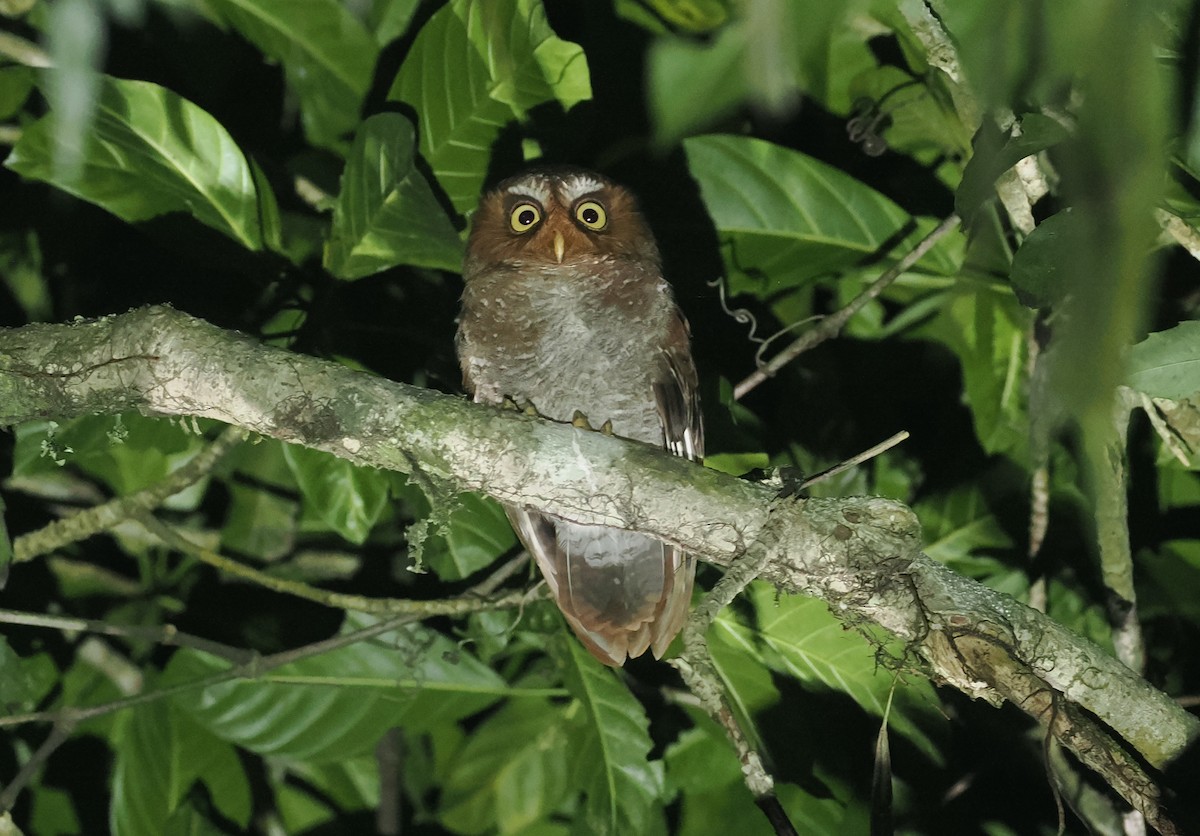 Flores Scops-Owl - ML638387944
