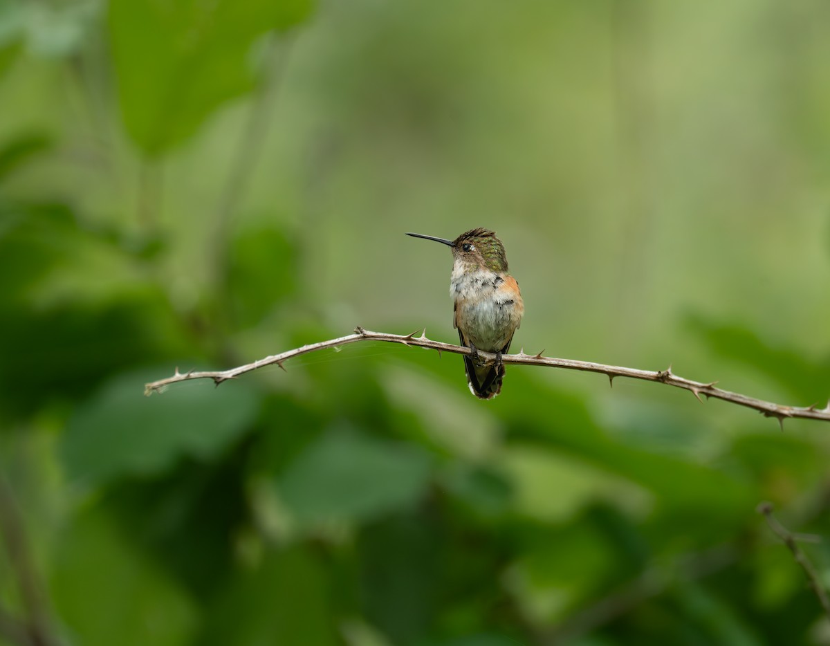 Rufous Hummingbird - ML638387949