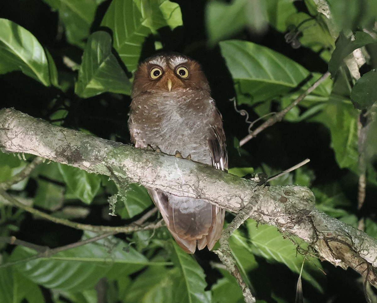 Flores Scops-Owl - ML638387950