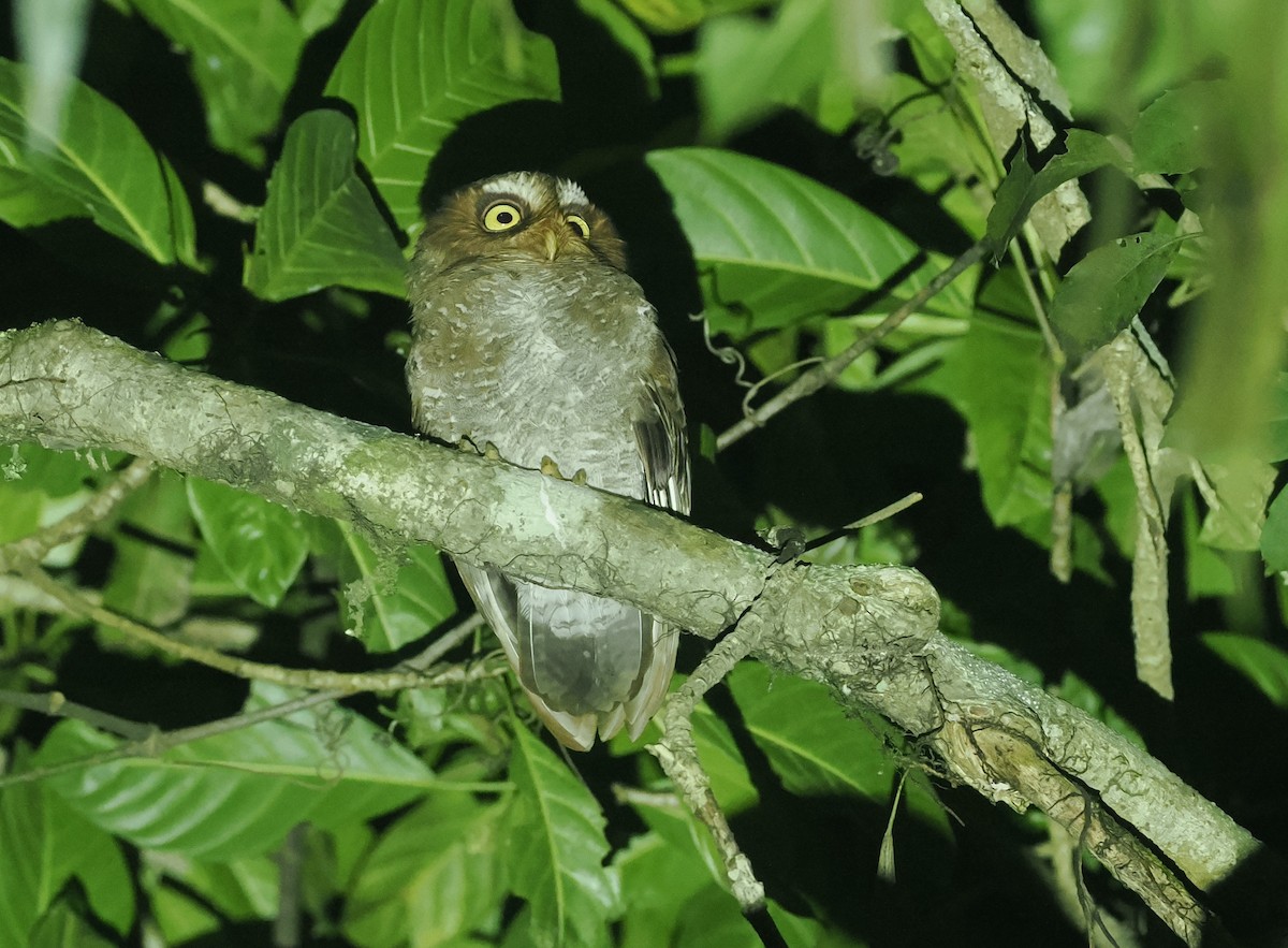 Flores Scops-Owl - ML638387963
