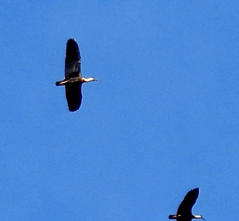 Buff-necked Ibis - ML638387967