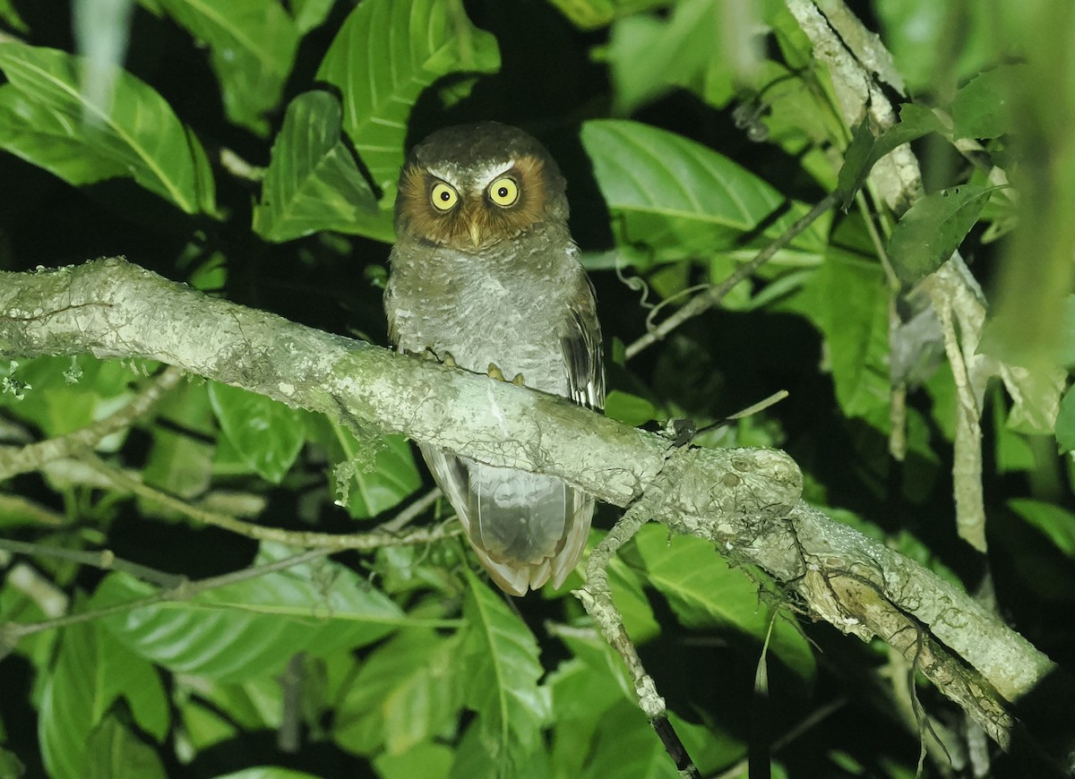Flores Scops-Owl - ML638387968
