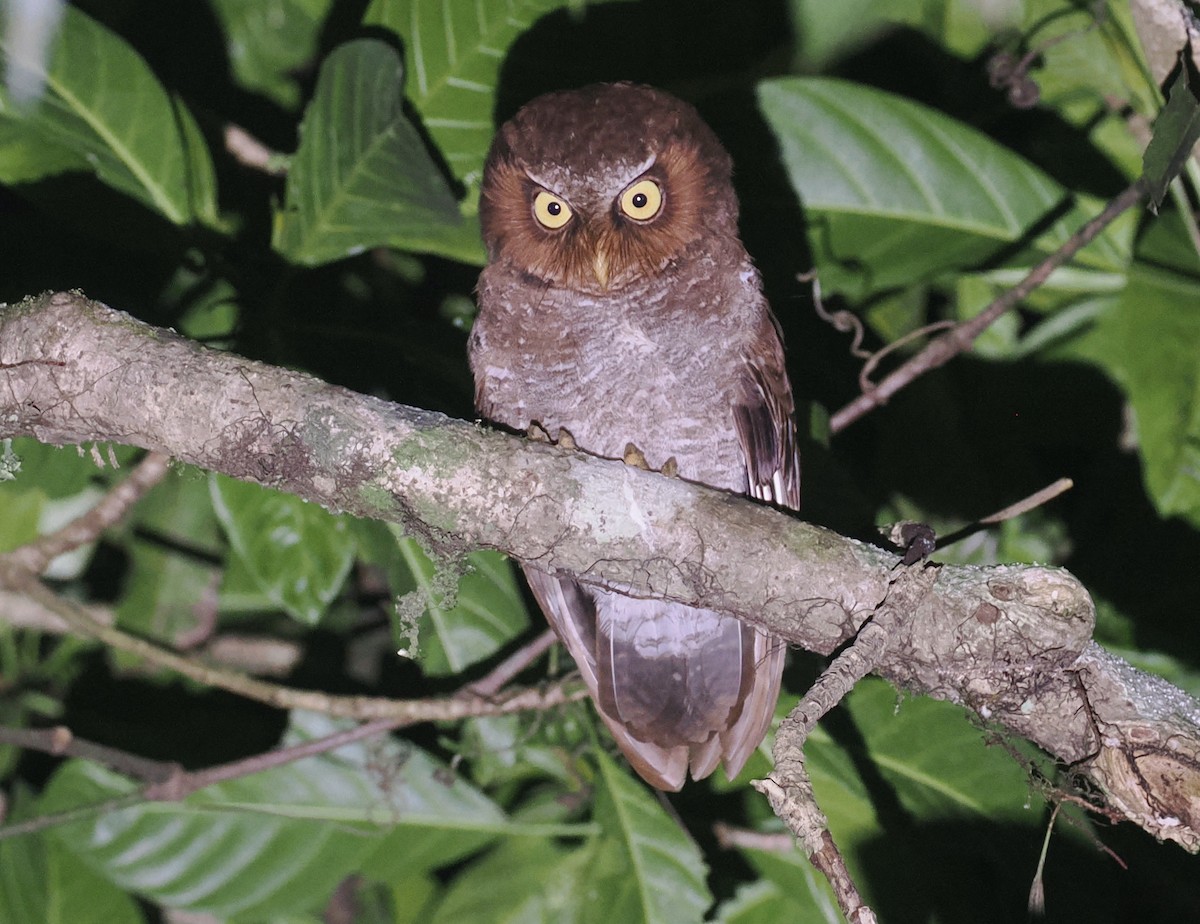Flores Scops-Owl - ML638387974