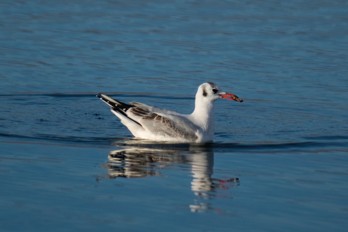 Brown-hooded Gull - ML638387980