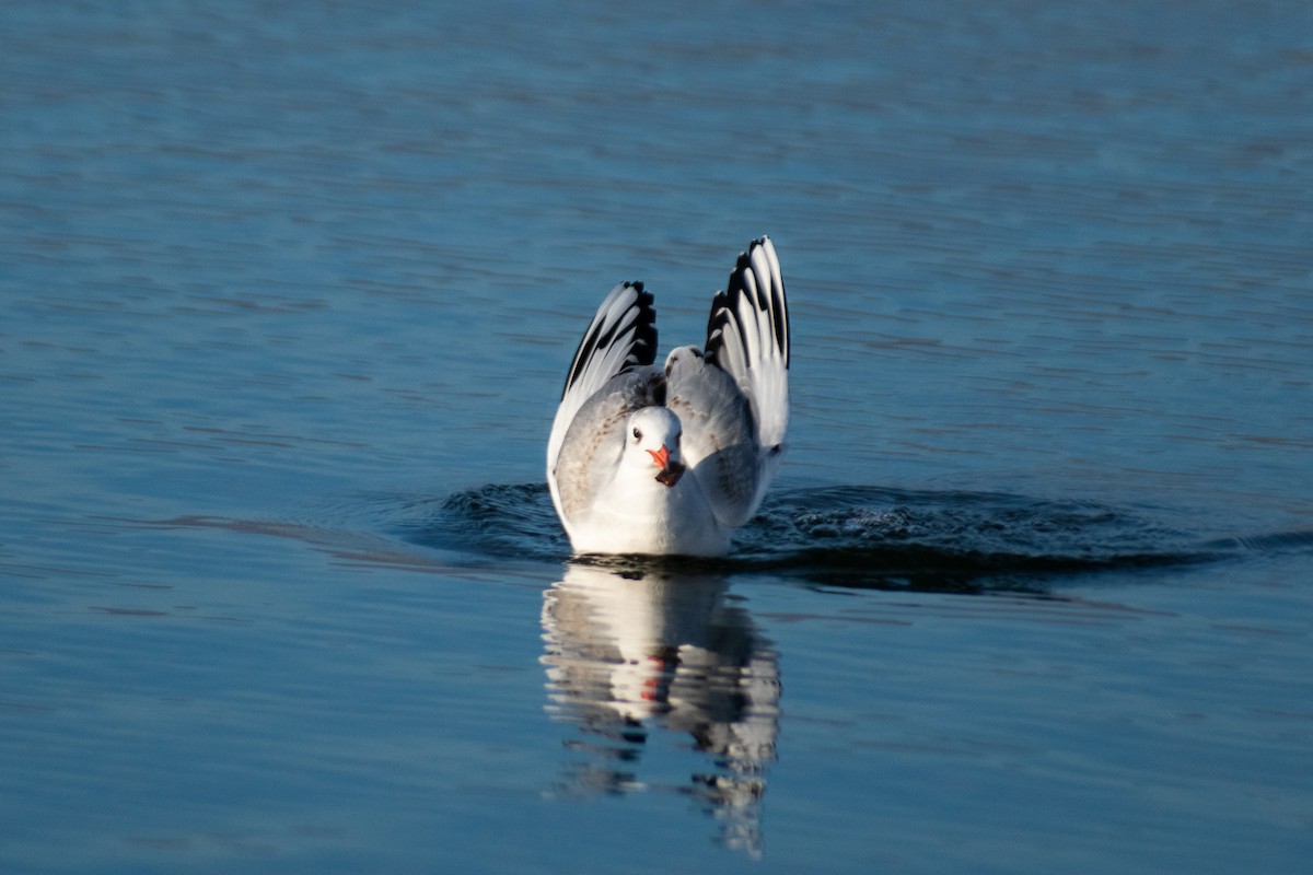 Brown-hooded Gull - ML638387981