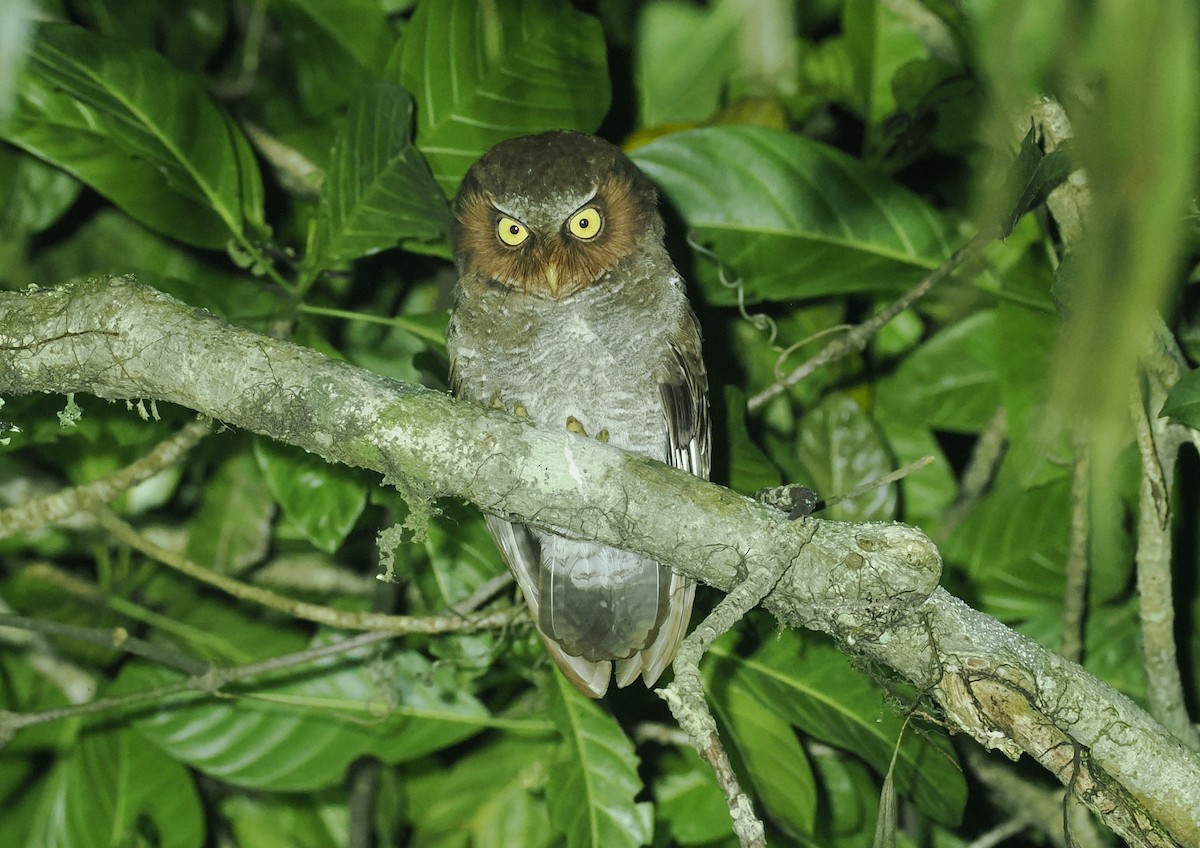 Flores Scops-Owl - ML638387985