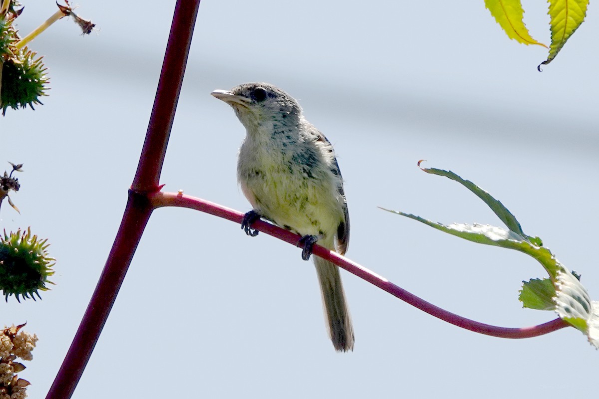 Bell's Vireo - ML638387986
