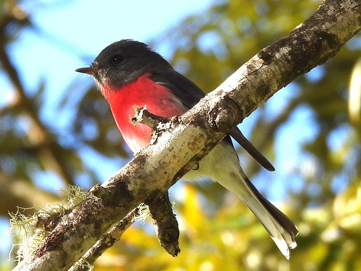 Rose Robin - ML638388011
