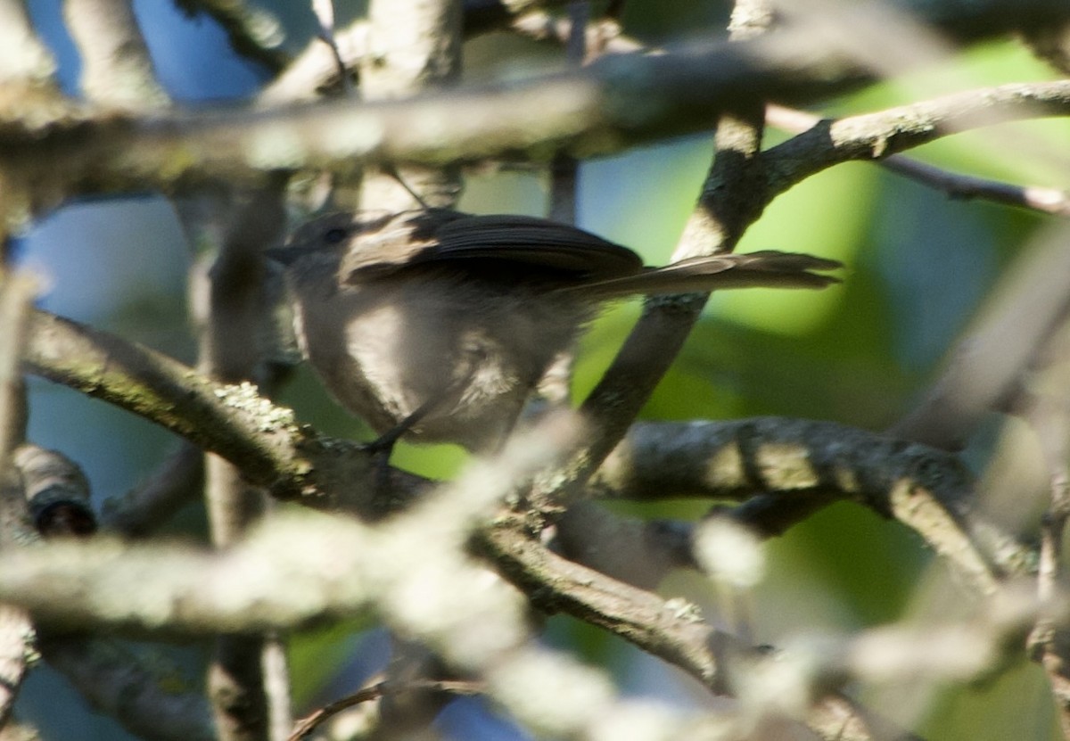 Bushtit - ML638388018