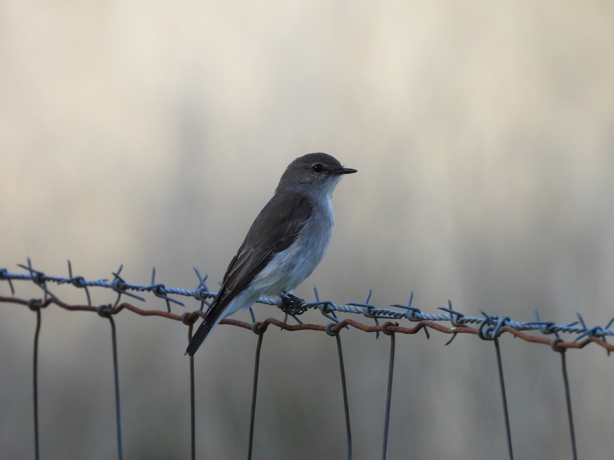 Jacky-winter - ML638388019