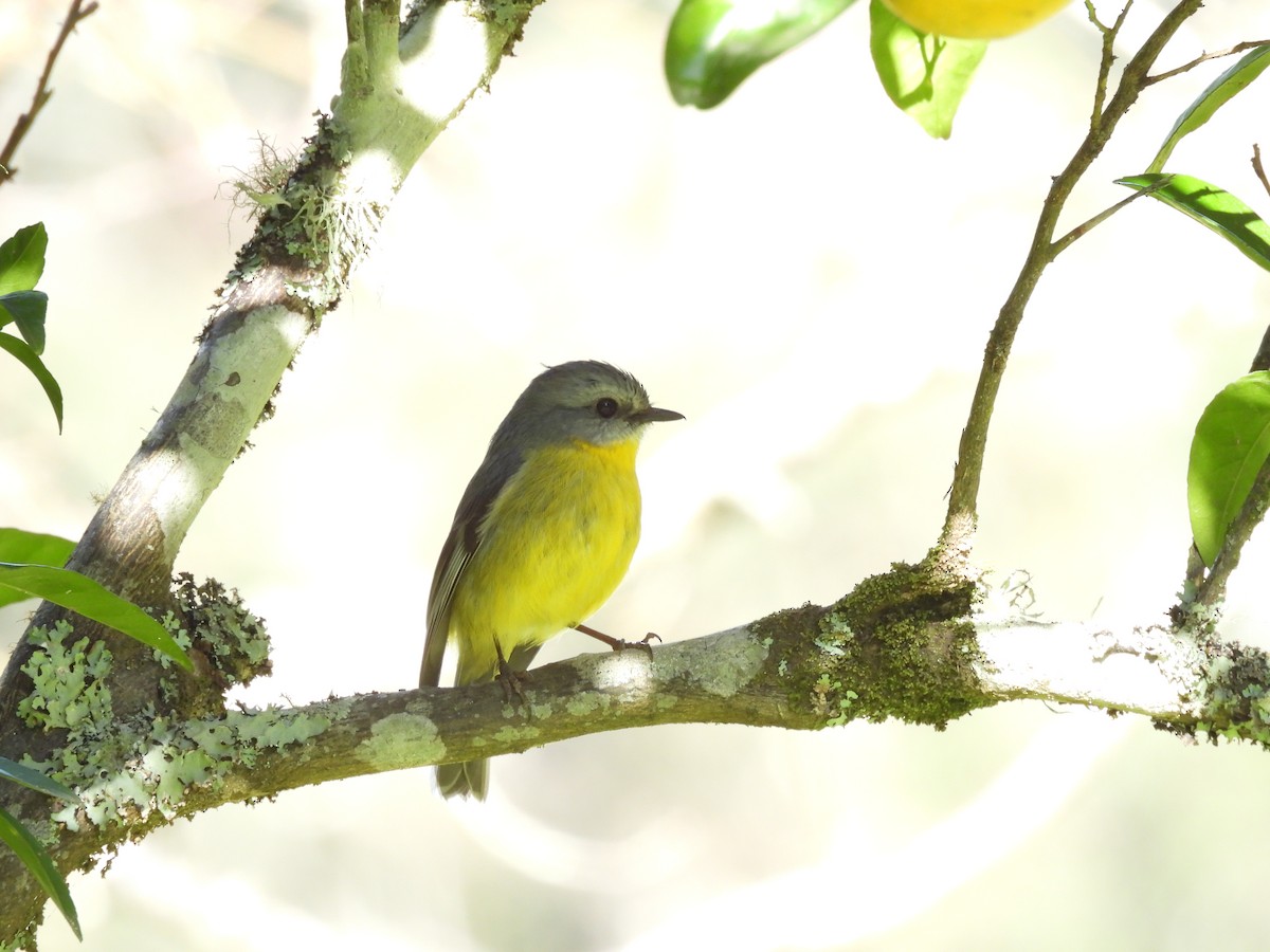 Eastern Yellow Robin - ML638388024
