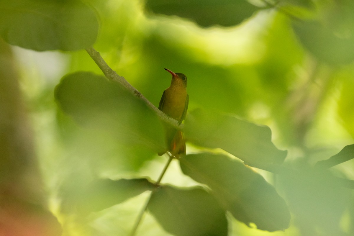 Cinnamon Hummingbird - ML638388036