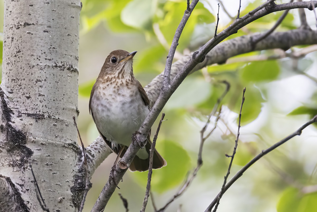 Veery - ML638388042