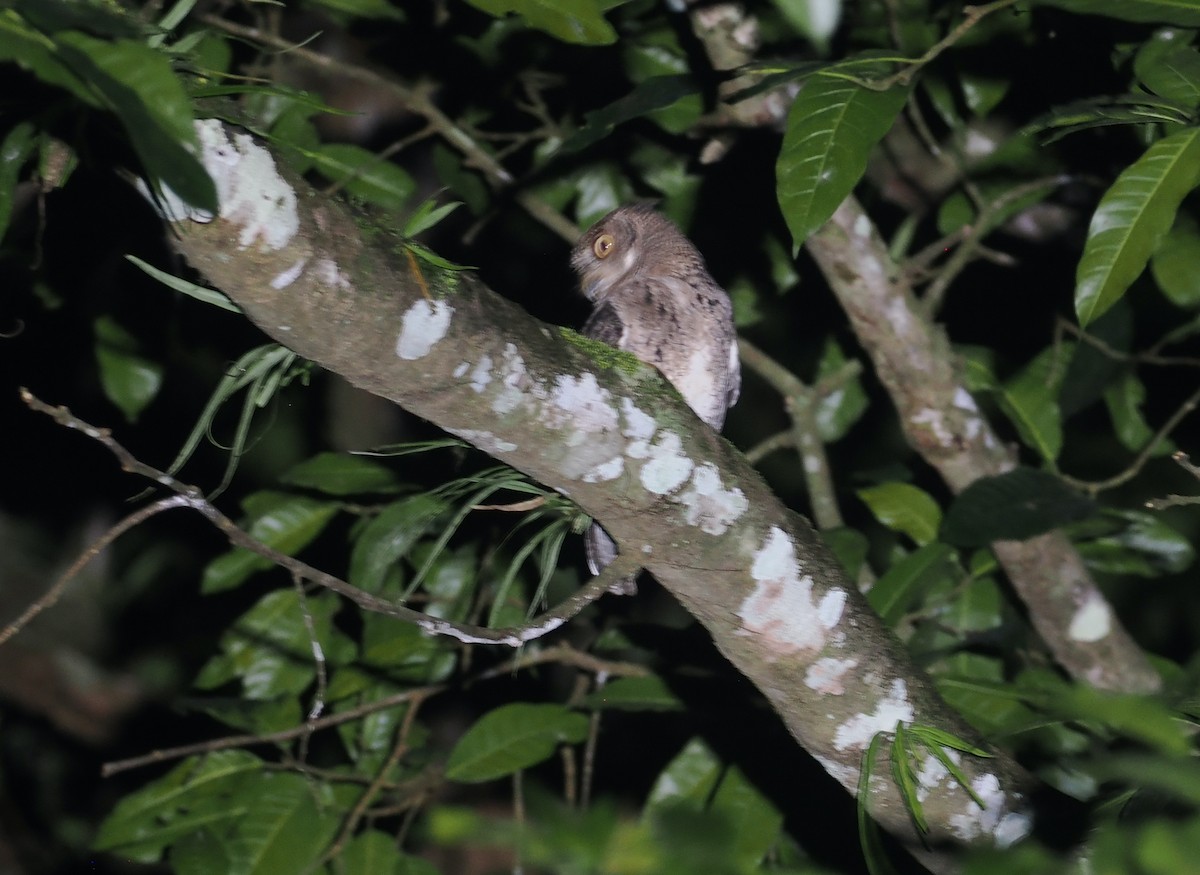 Wallace's Scops-Owl - ML638388043