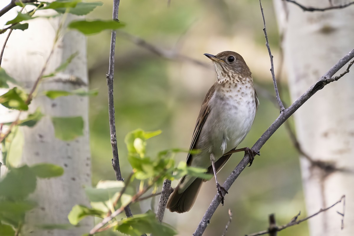 Veery - ML638388044