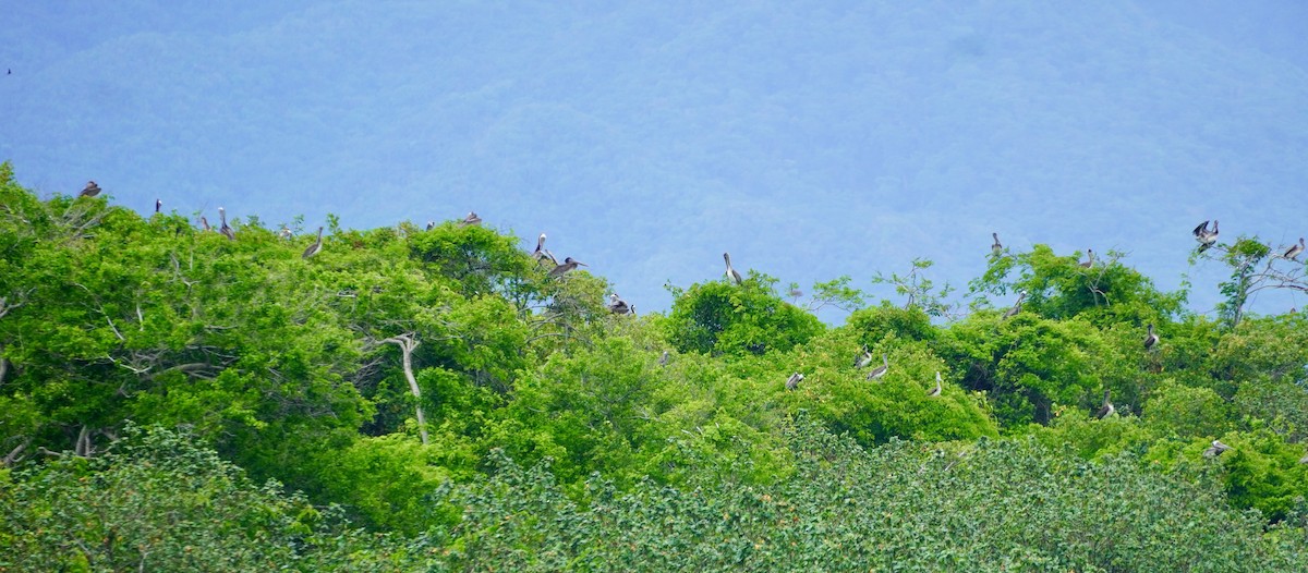 Brown Pelican - ML638388045