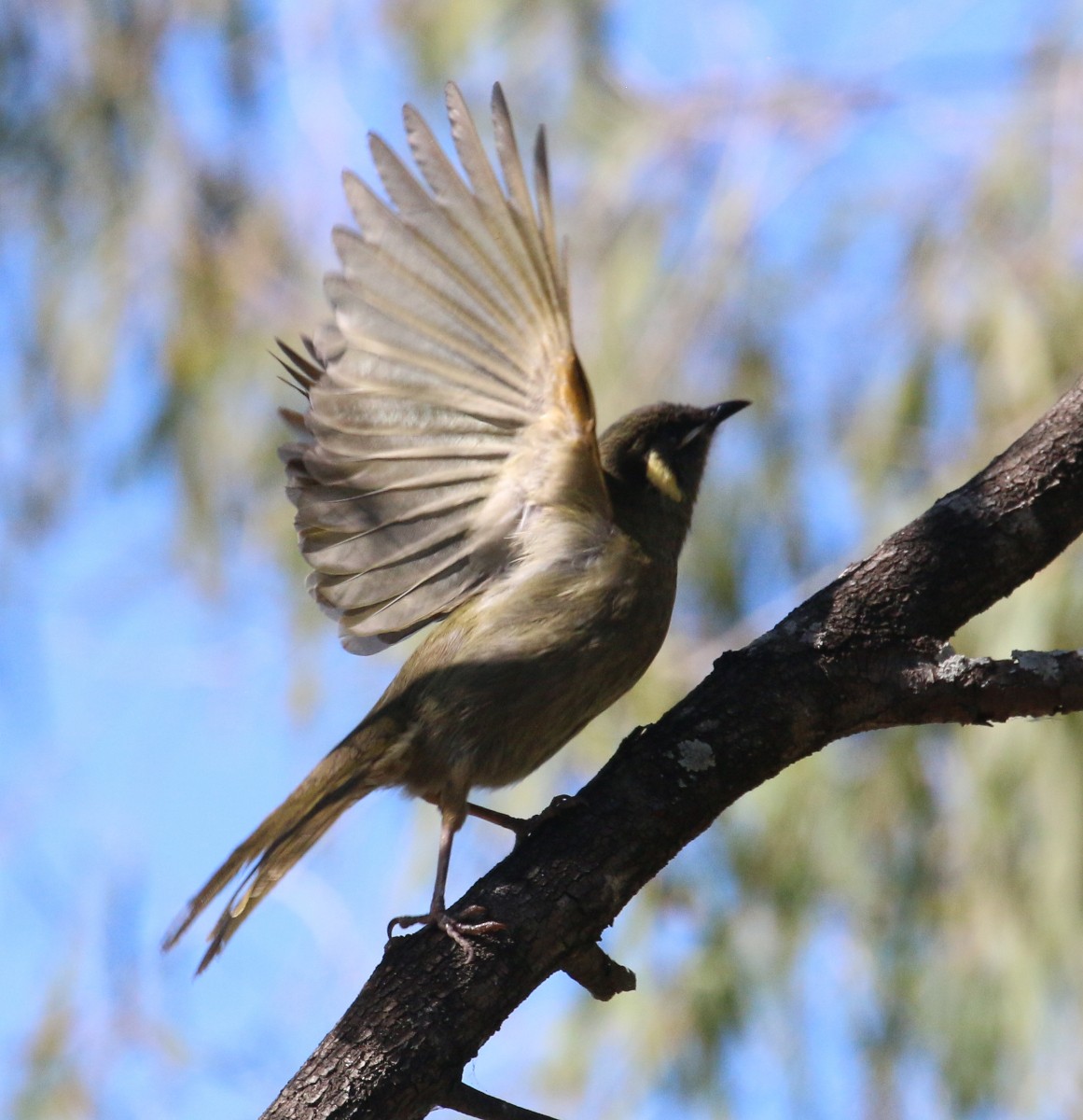 Lewin's Honeyeater - ML638388046