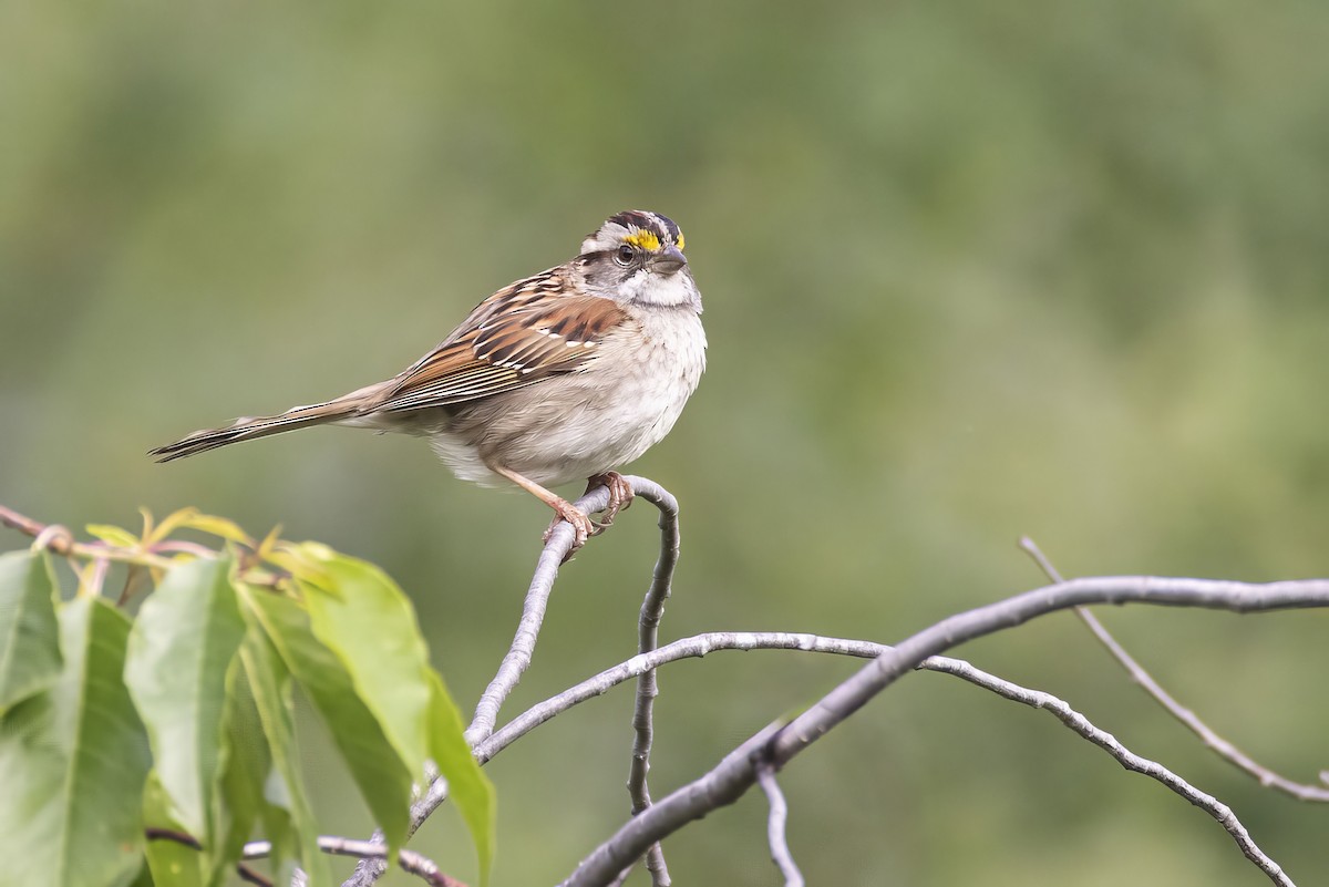 White-throated Sparrow - ML638388048