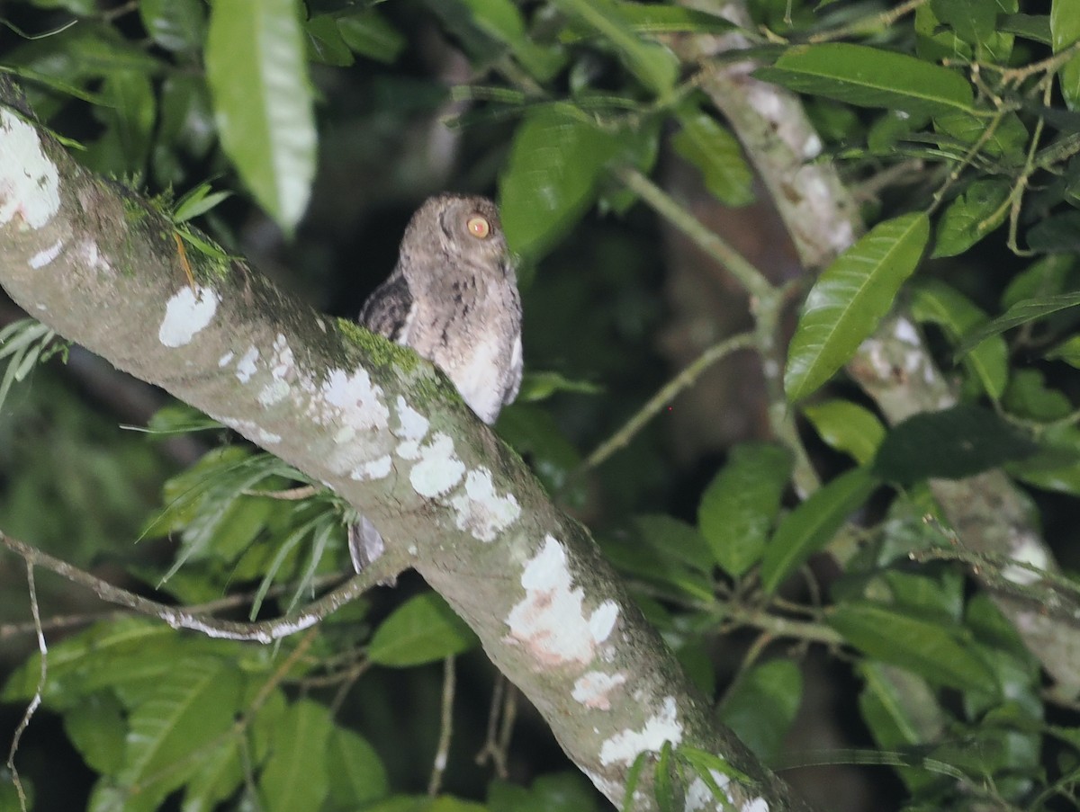 Wallace's Scops-Owl - ML638388049