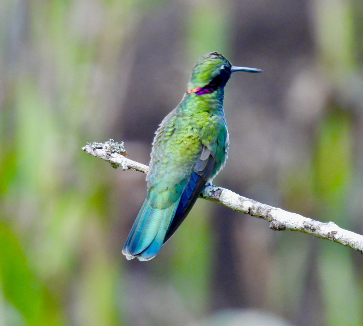 White-vented Violetear - ML638388050