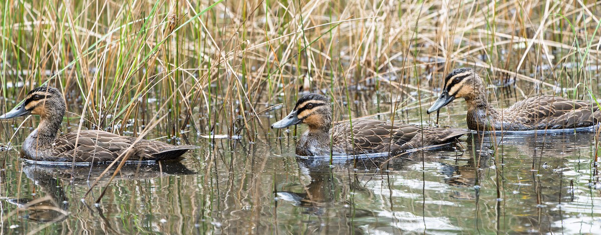 Pacific Black Duck - ML638388054