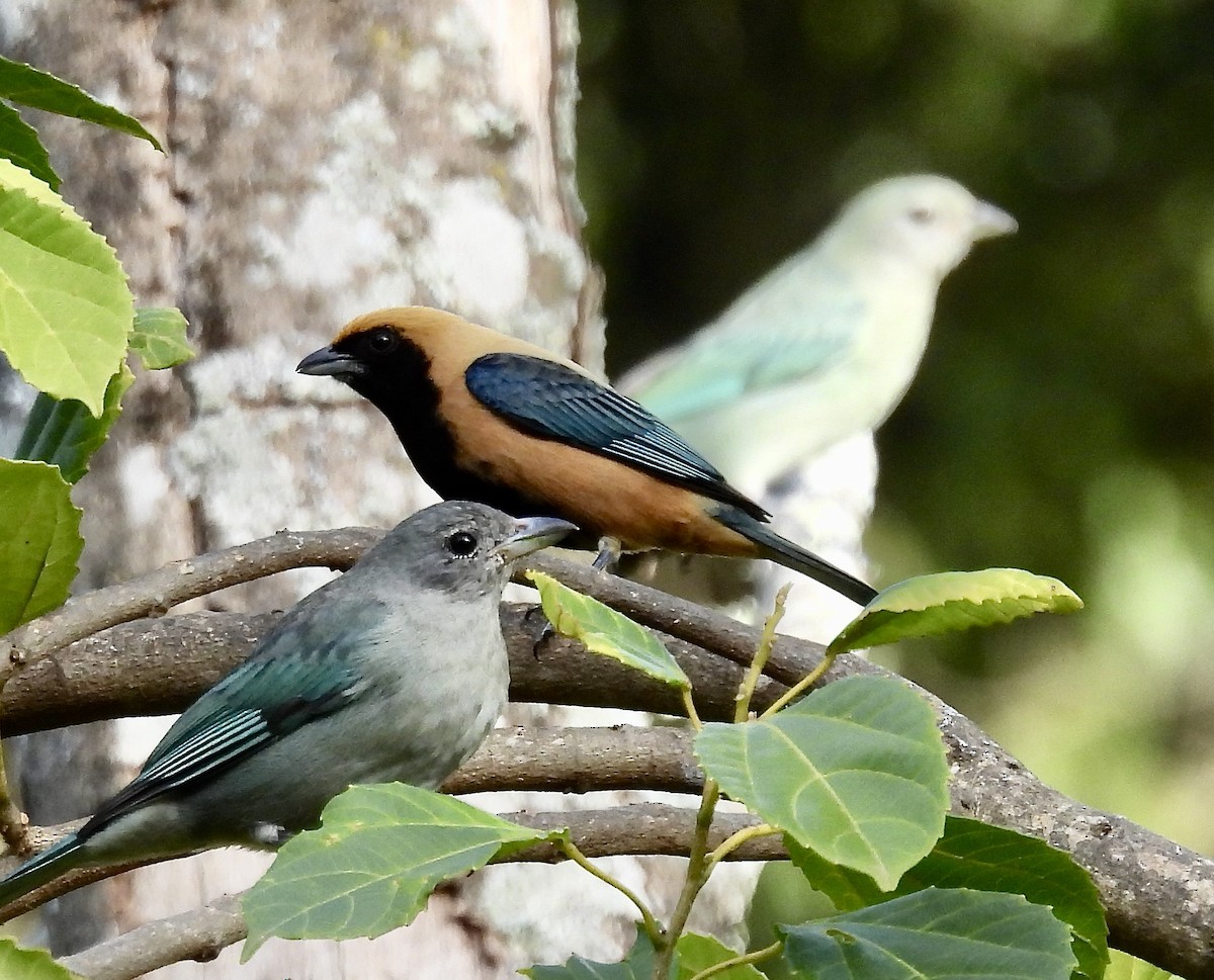 Burnished-buff Tanager - ML638388057