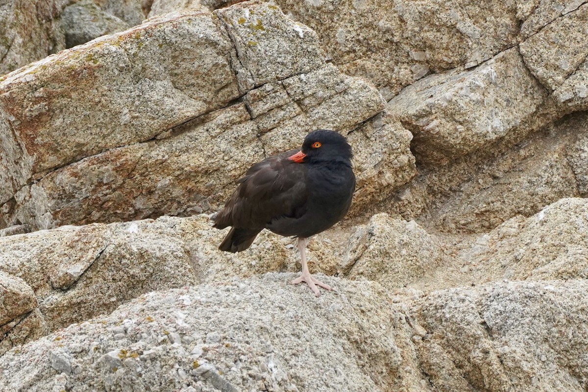 Black Oystercatcher - ML638388060