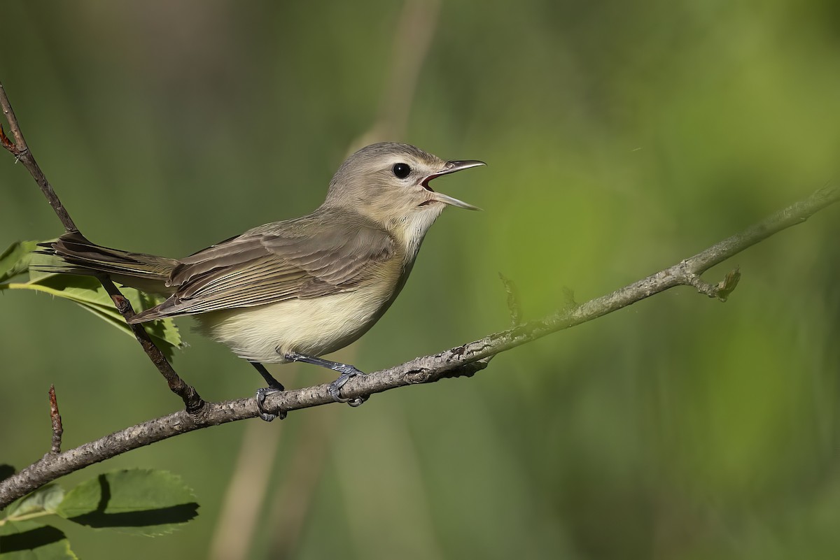 Warbling Vireo - ML638388061