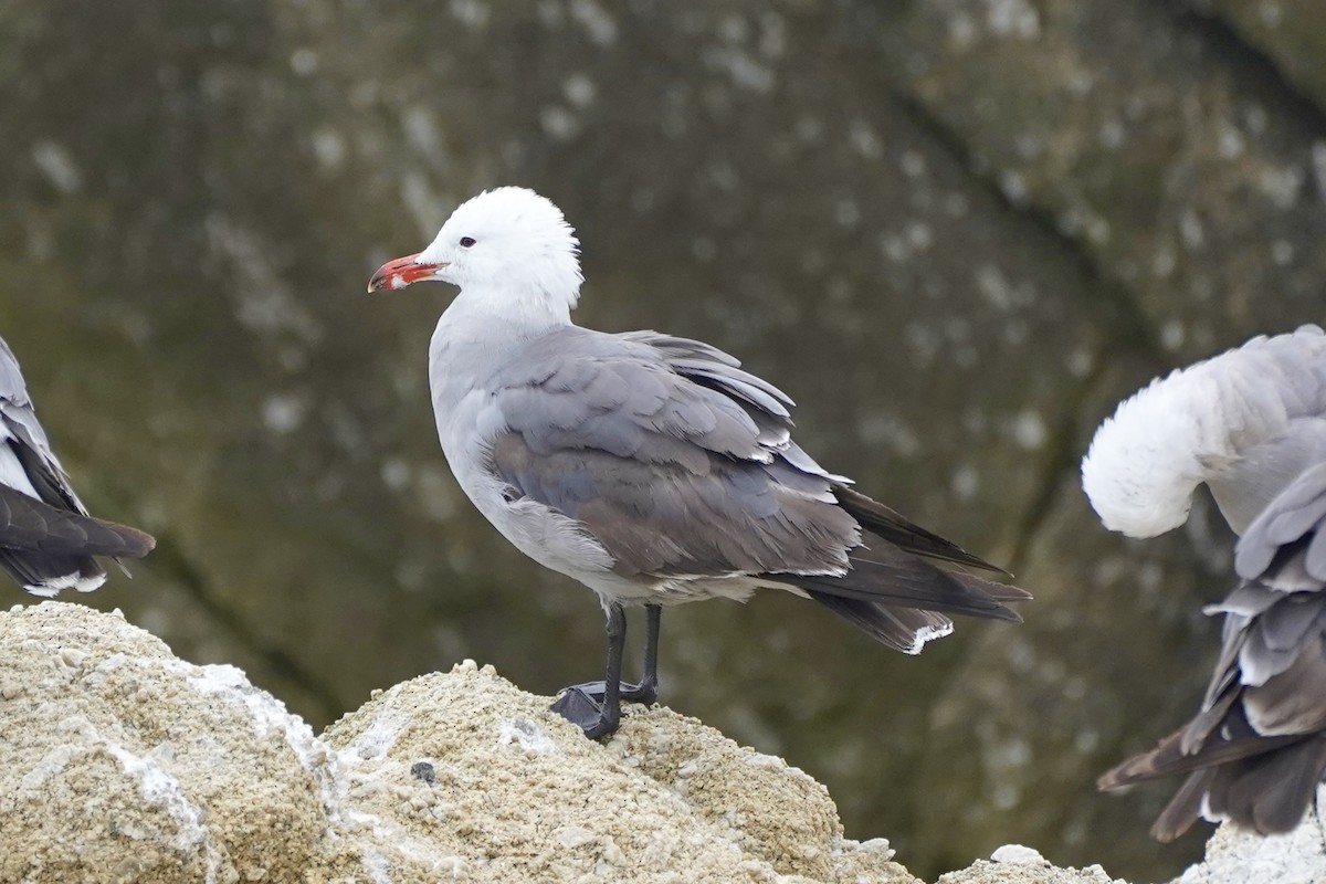 Heermann's Gull - ML638388063