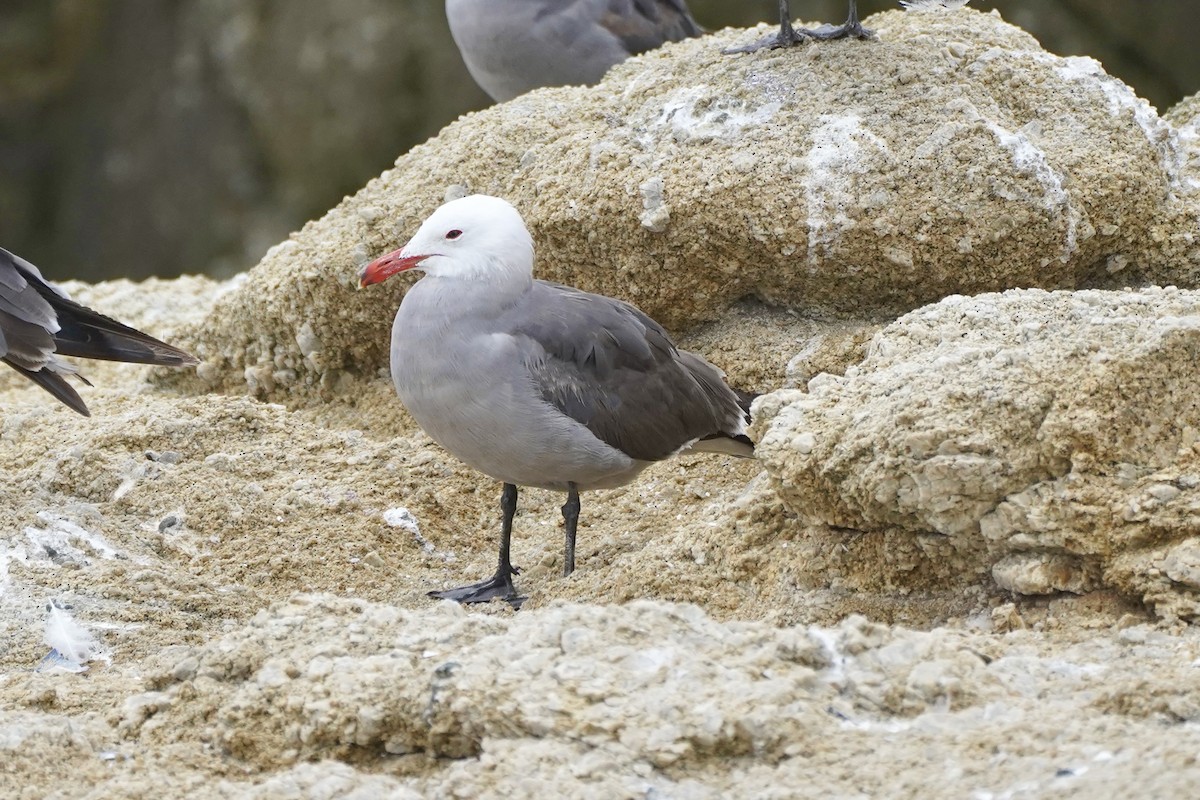 Heermann's Gull - ML638388064