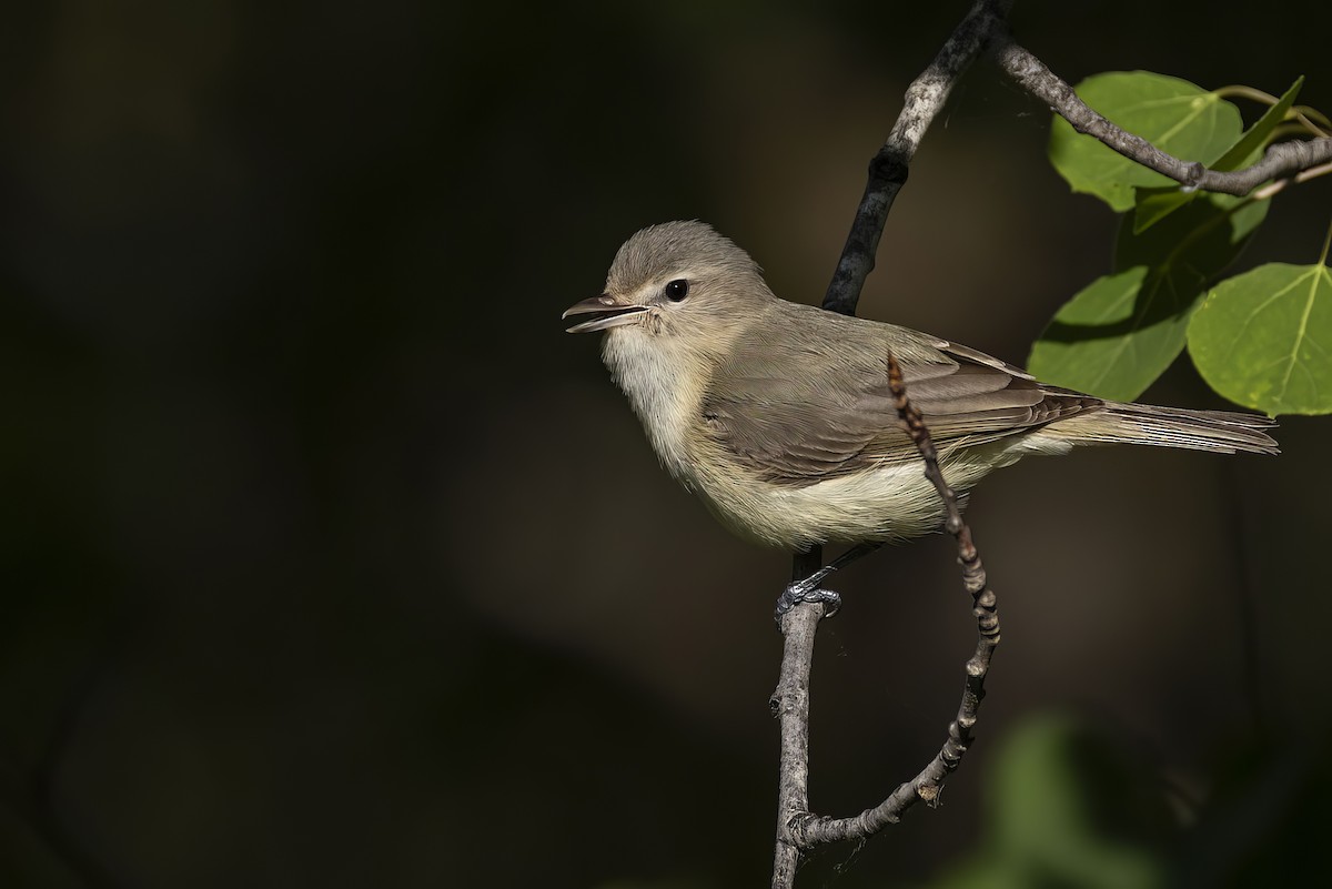 Warbling Vireo - ML638388066