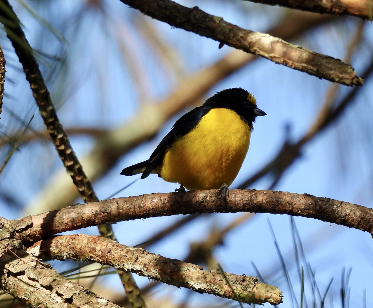Purple-throated Euphonia - ML638388086