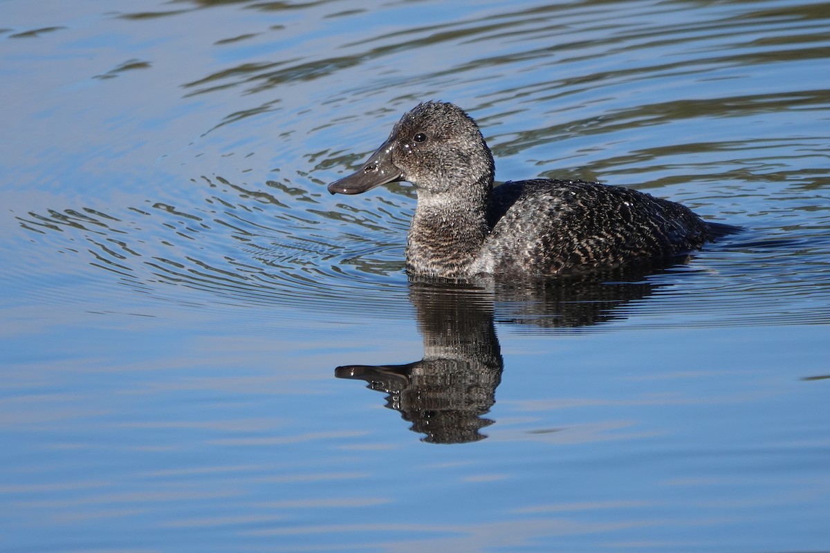 Blue-billed Duck - ML638388100