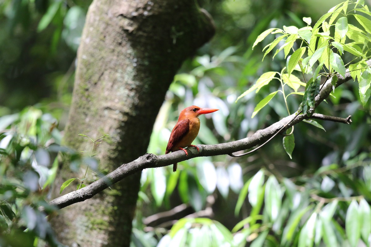 Ruddy Kingfisher - ML638388112