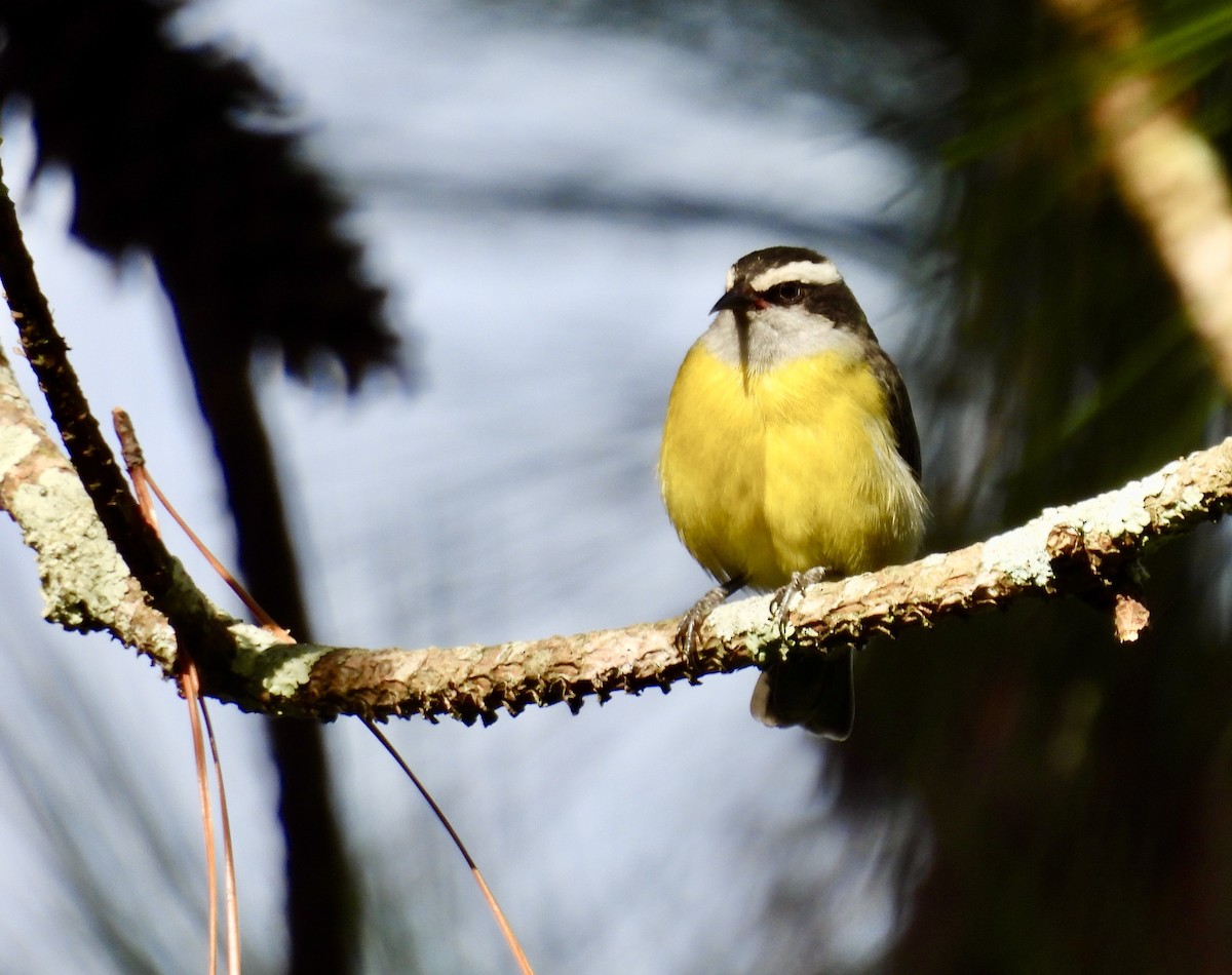 Bananaquit - ML638388115