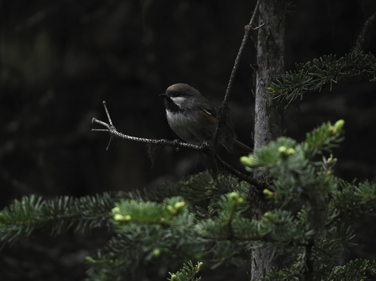 Boreal Chickadee - ML638388118