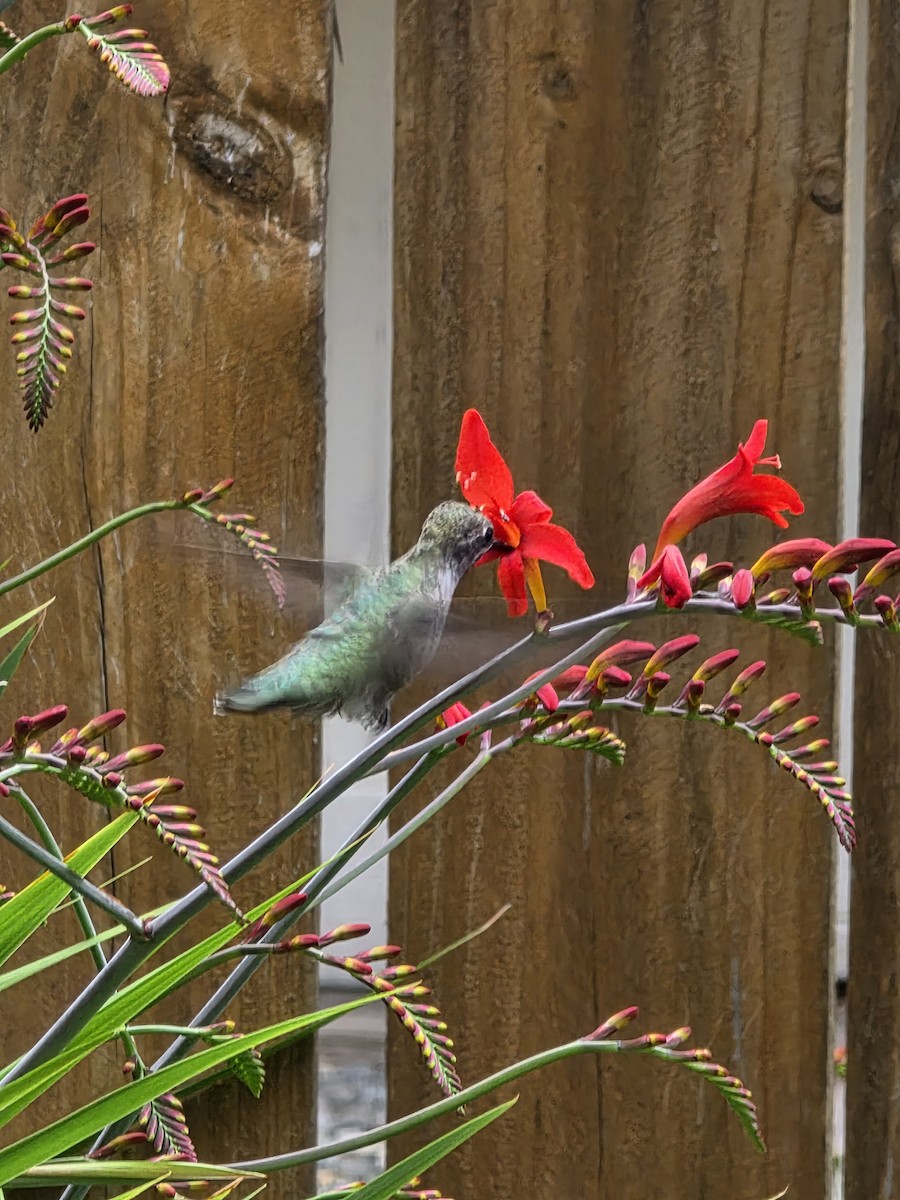Anna's Hummingbird - ML638388122