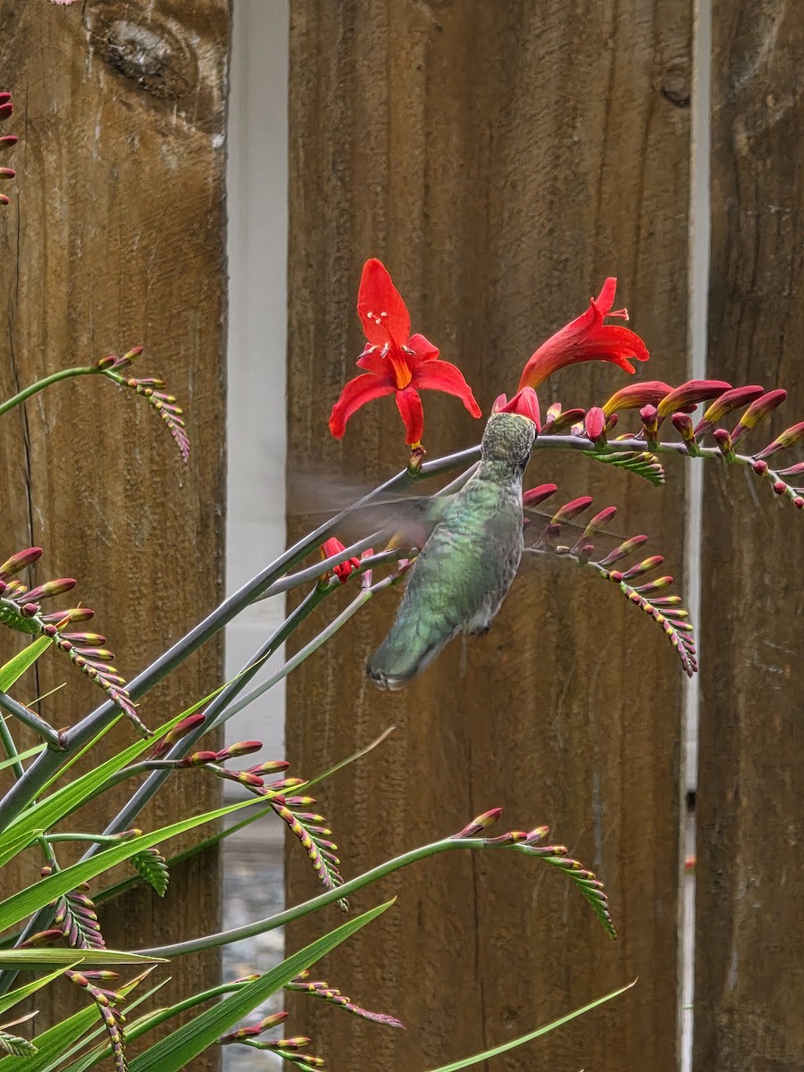 Anna's Hummingbird - ML638388123