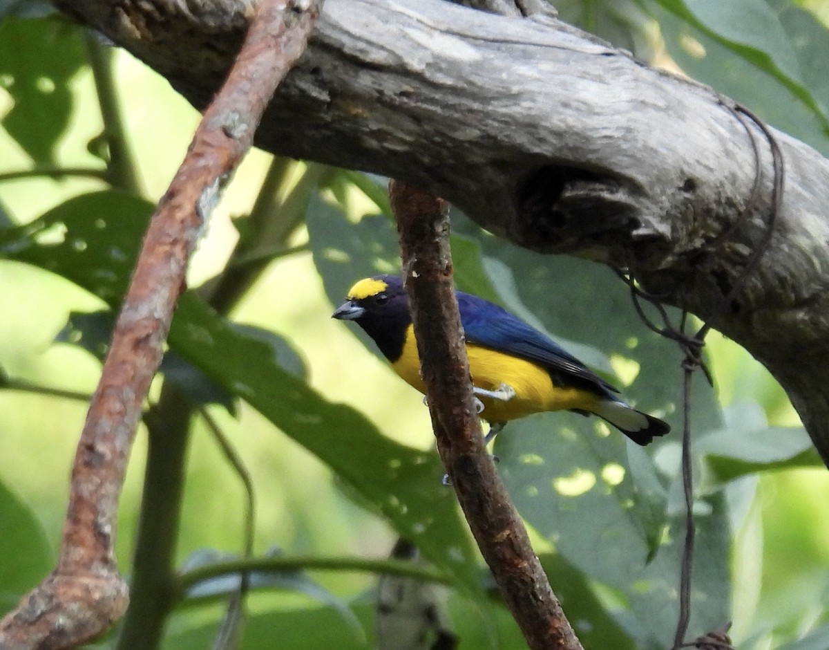 Purple-throated Euphonia - ML638388125