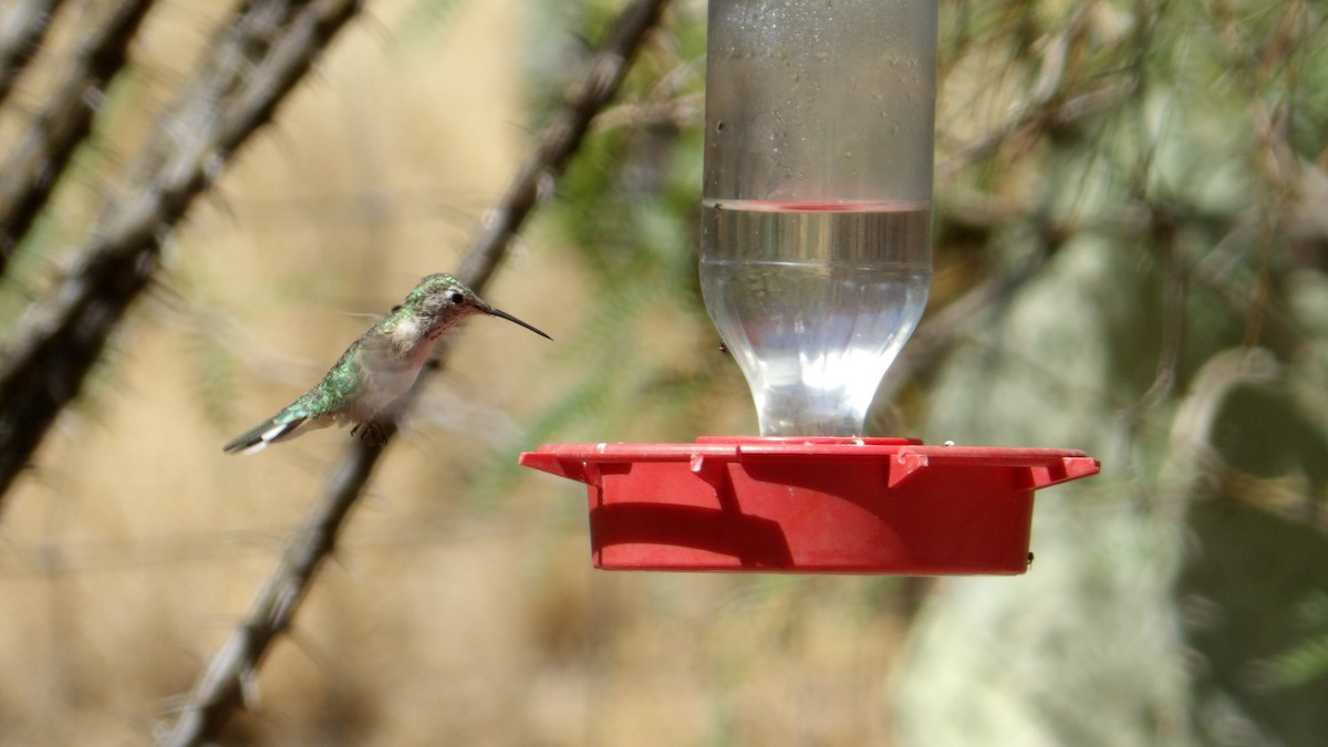 Broad-tailed Hummingbird - ML638388153