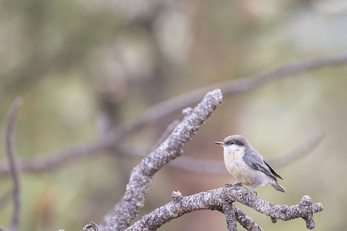 Pygmy Nuthatch - ML638388162