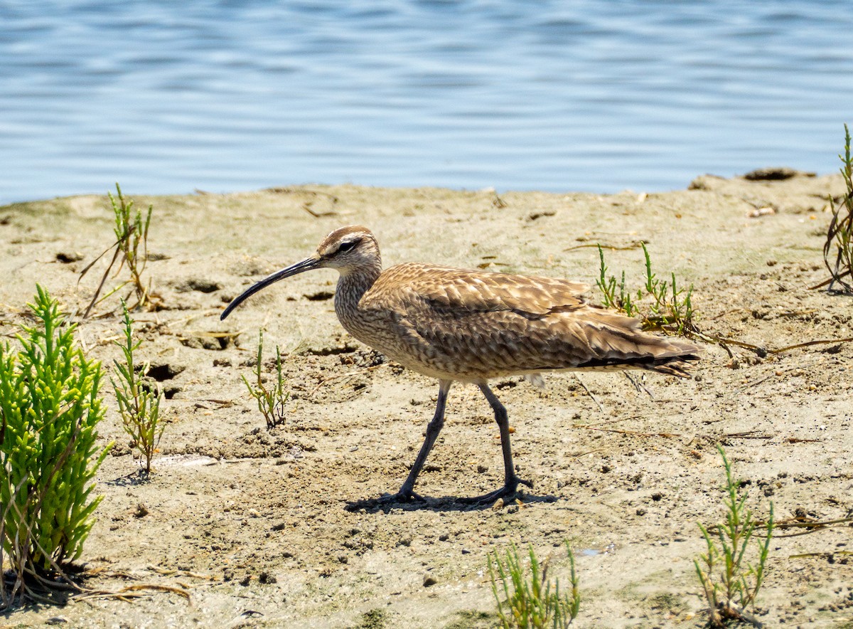 チュウシャクシギ - ML638388166